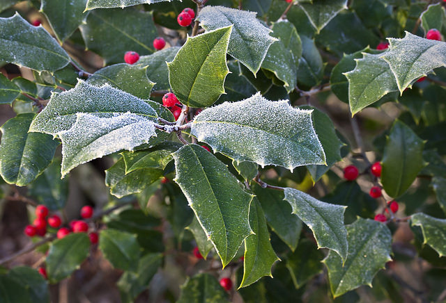 Holly Bush