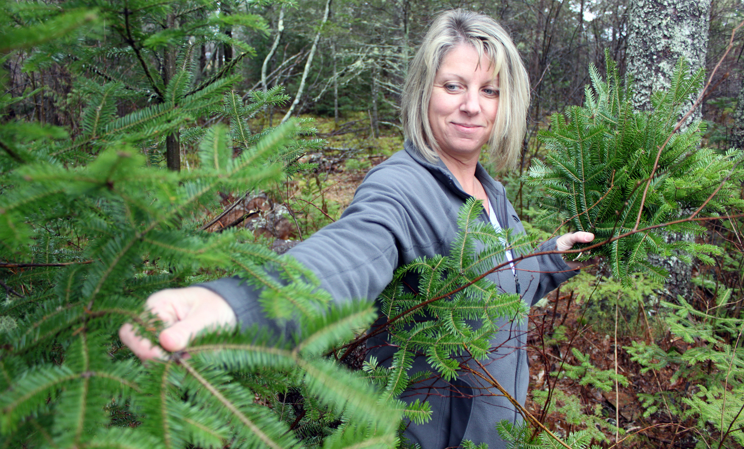balsam-fir-tipping.jpg