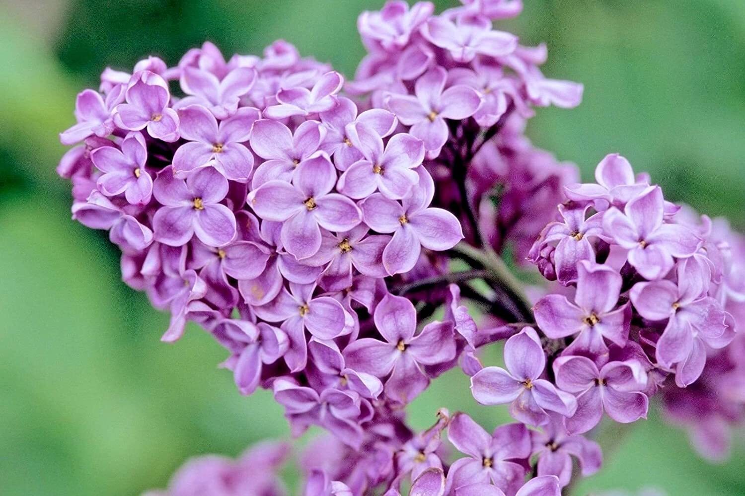 Close up of purple lilacs found in Maine during spring
