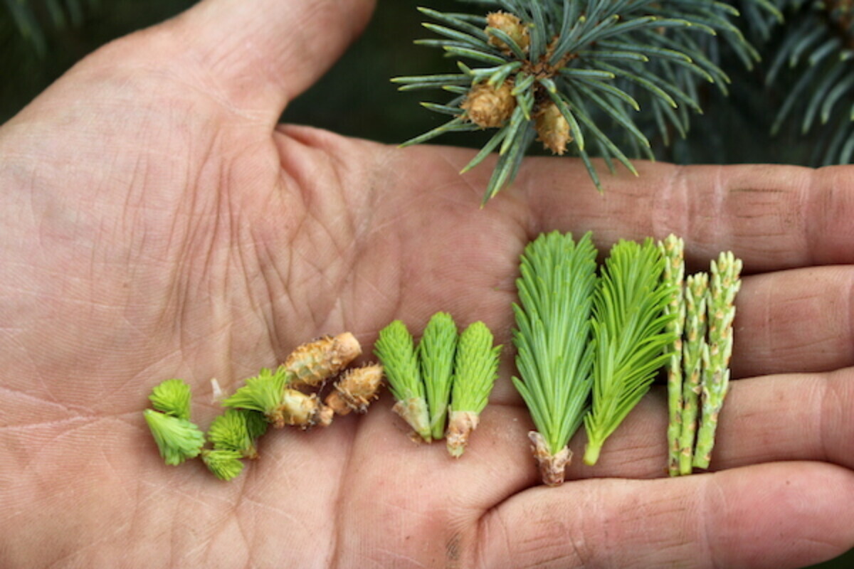 A hand holding various fresh Maine plants including balsam fir tips