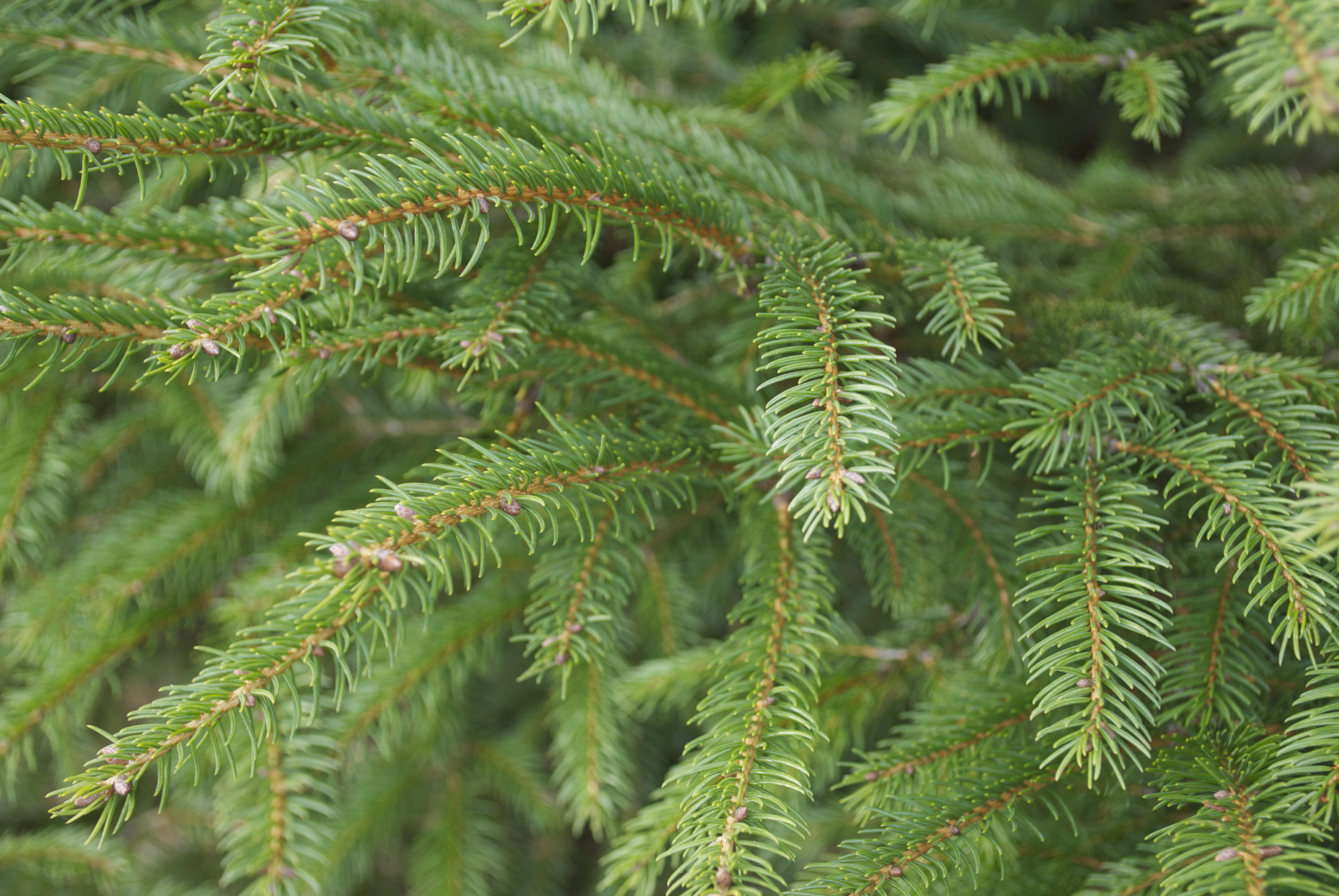 Fresh Balsam fir for Christmas Wreaths