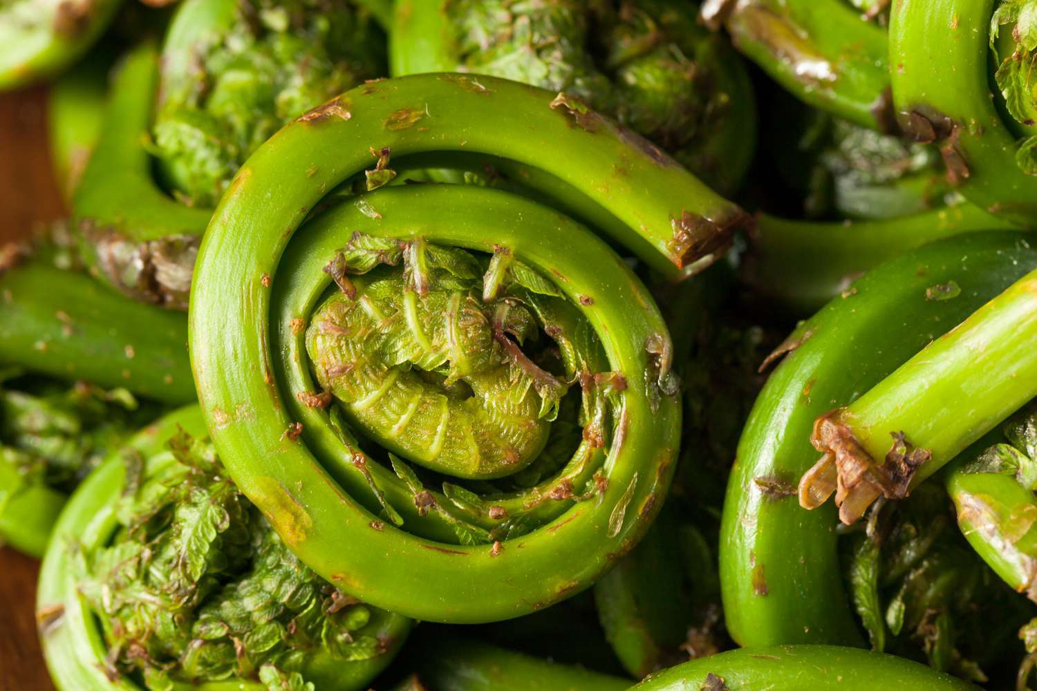 Fresh Maine plants: Close-up of fiddleheads in the spring