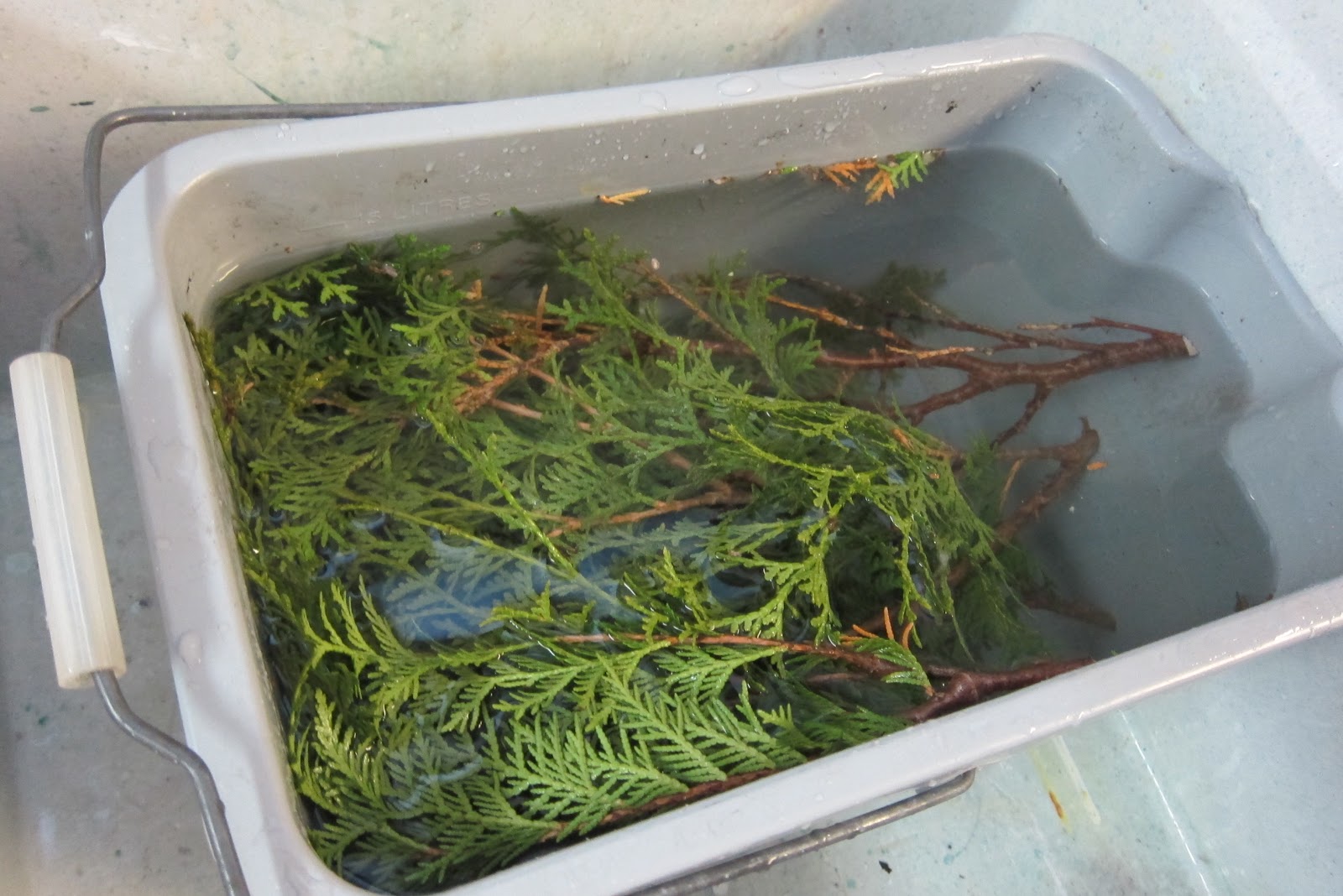 Cedar branches in water