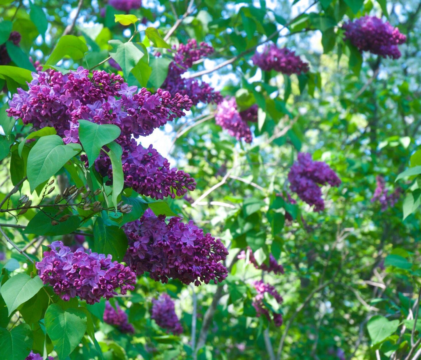 Close up up Lilac blooms on a tree in Maine