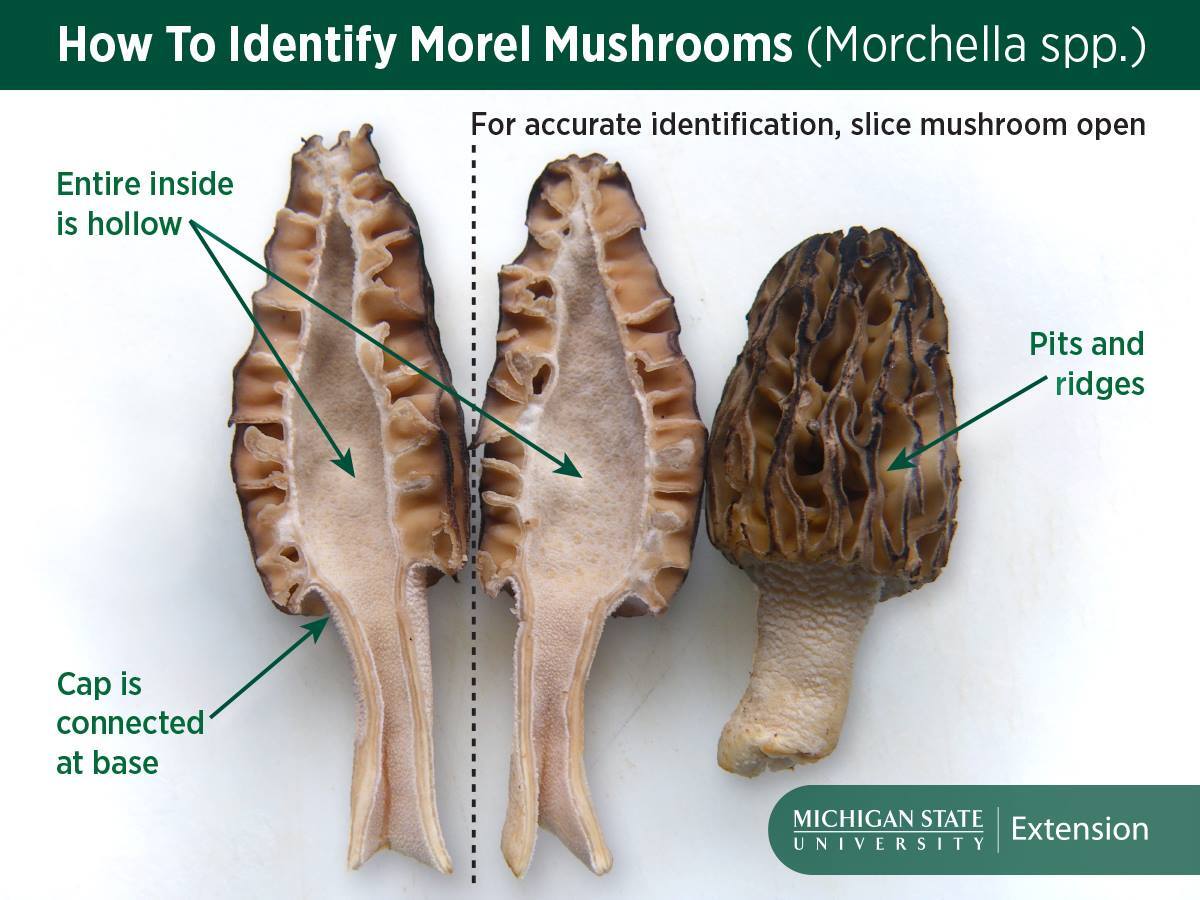 Identification graphic for Morel Mushrooms in Maine