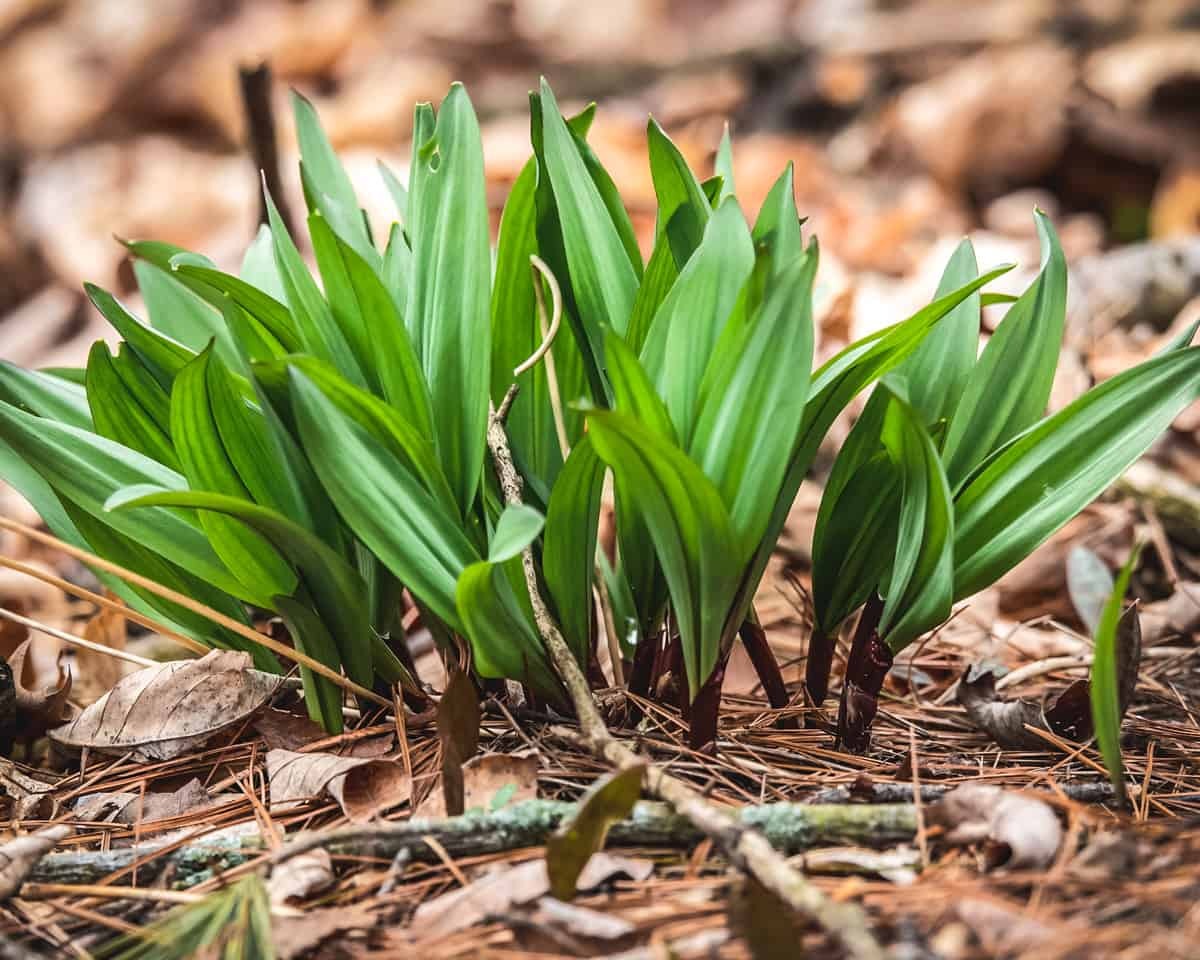 Spring in Maine: A cluster of ramps in the soil