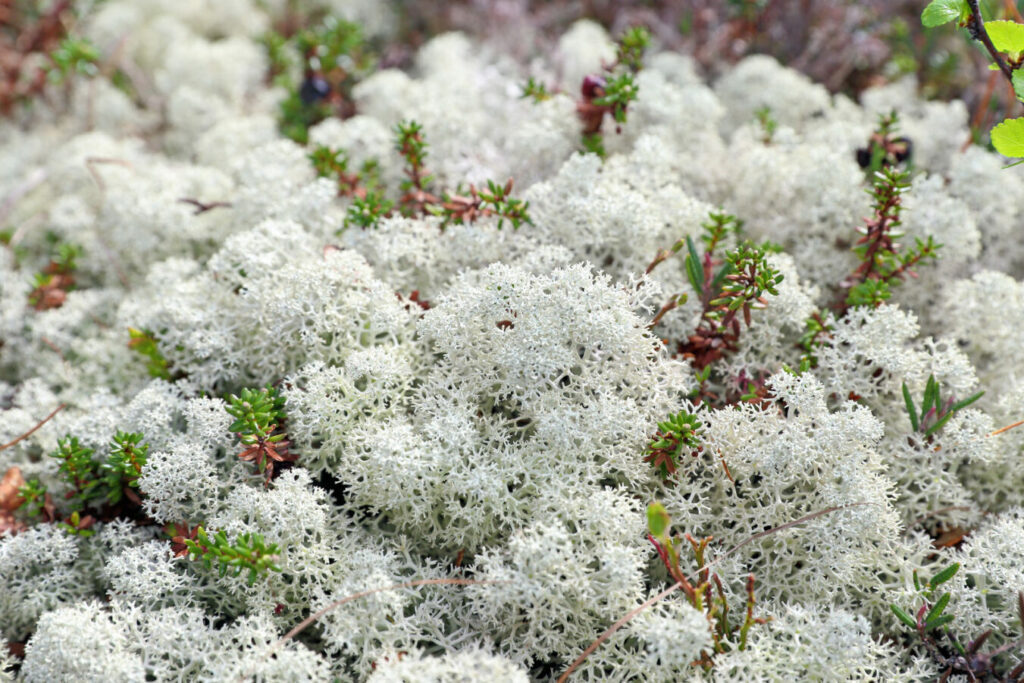 Close up of Reindeer Lichen in the Maine woods