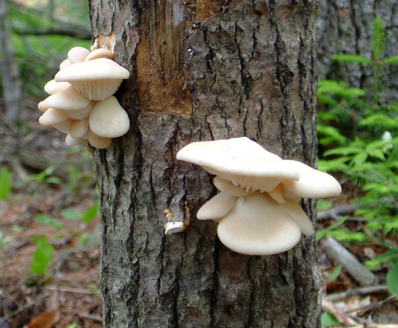 Spring Oyster Mushrooms found in Maine forests