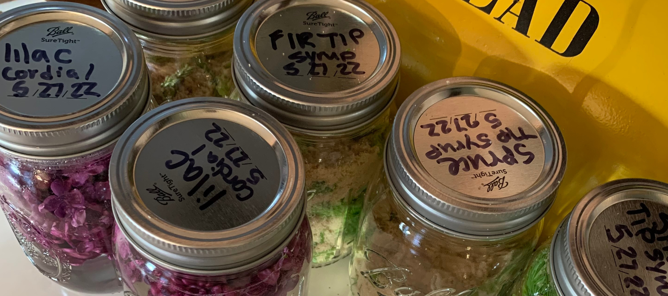 Foraged Maine balsam fir syrups and other fresh Maine plants in jars