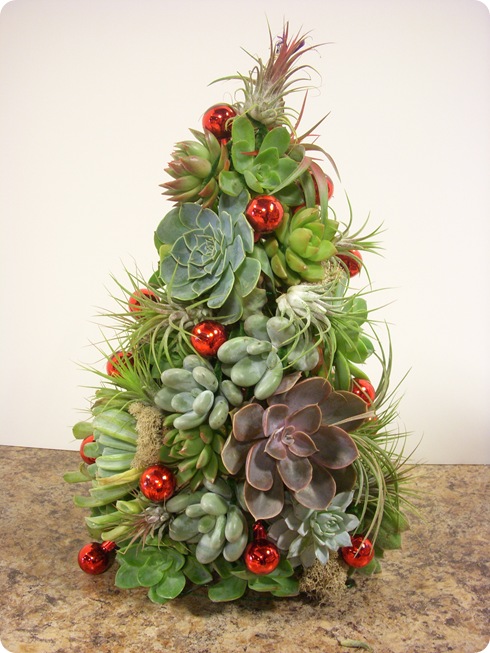 A Succulent Christmas